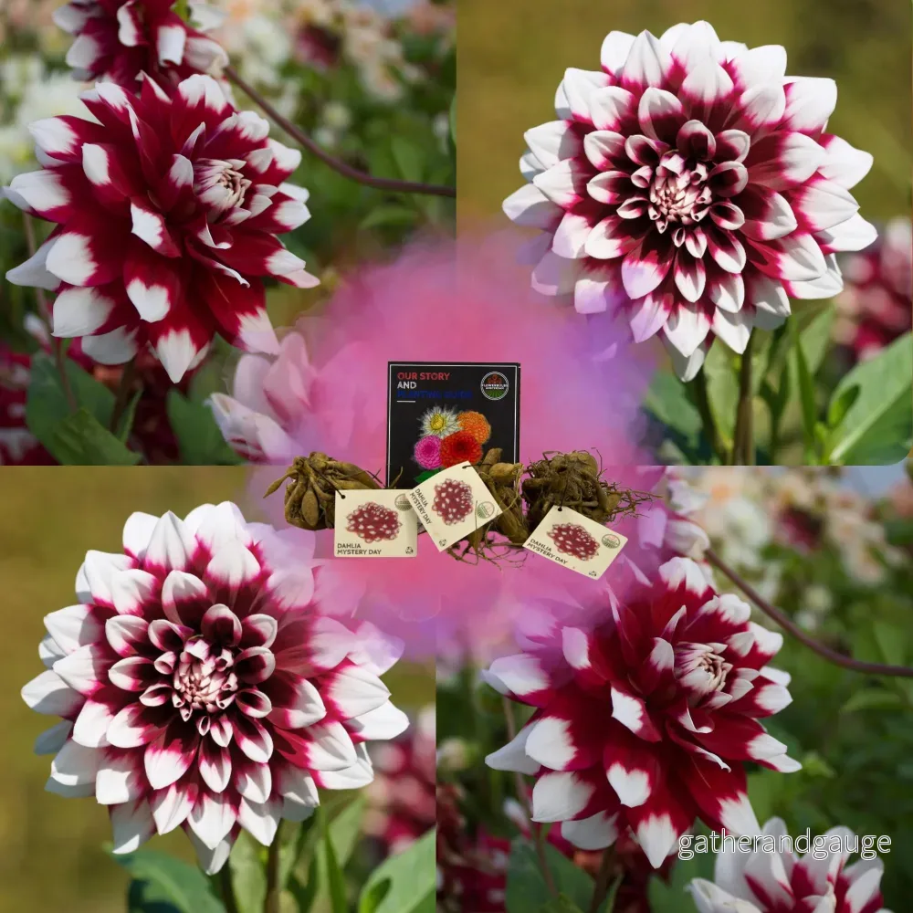 Dahlia Mistery Day stora blommor – Lökar Dahlia Mistery Day stora blommor – Lökar