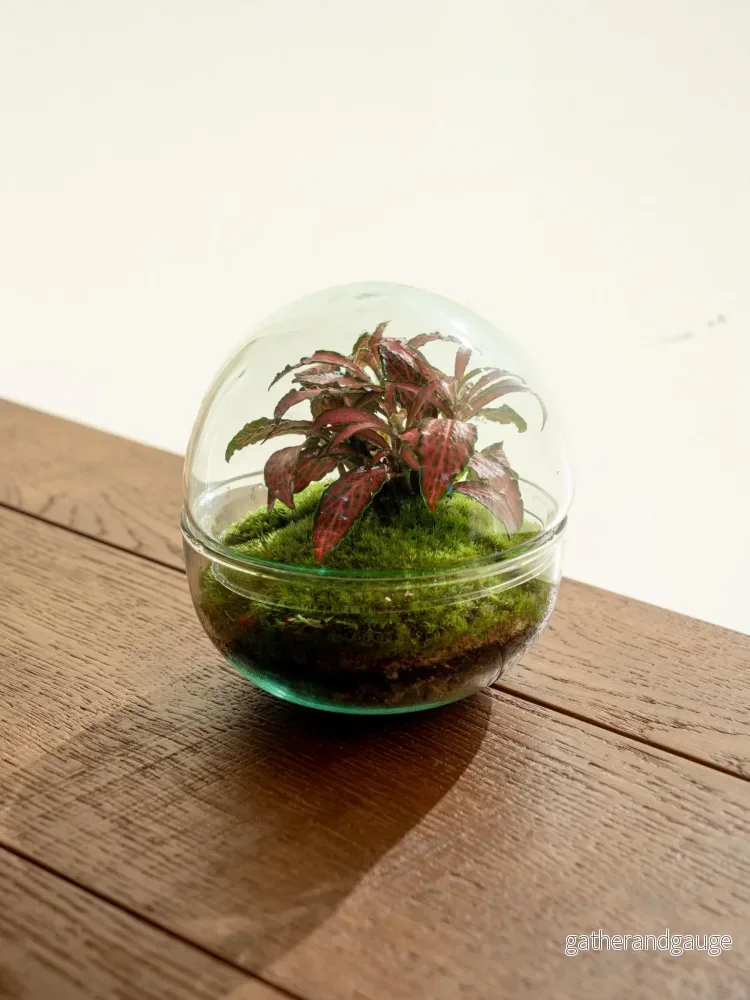 Terrarium - Bohol