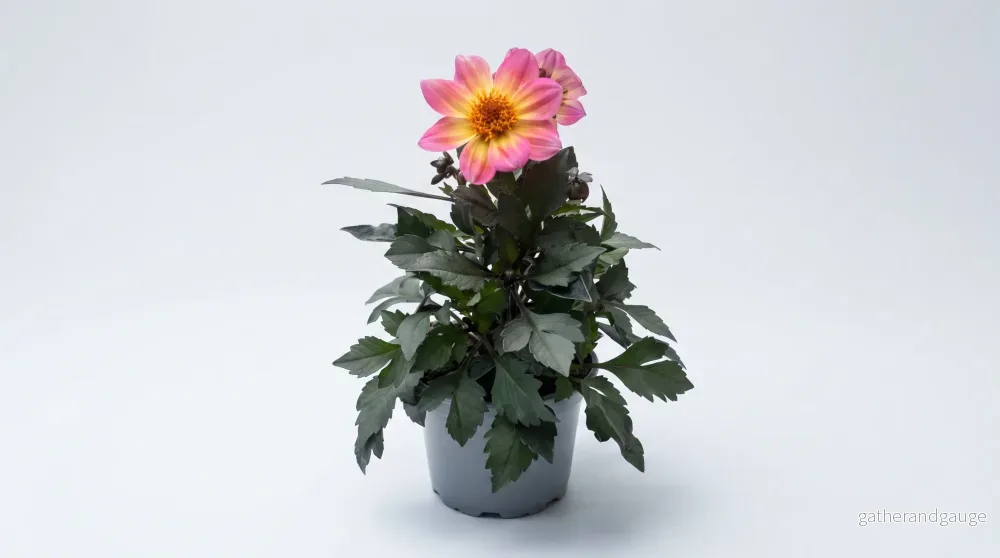 Dahlia Mörkbladiga Happy Days 15 cm Mix