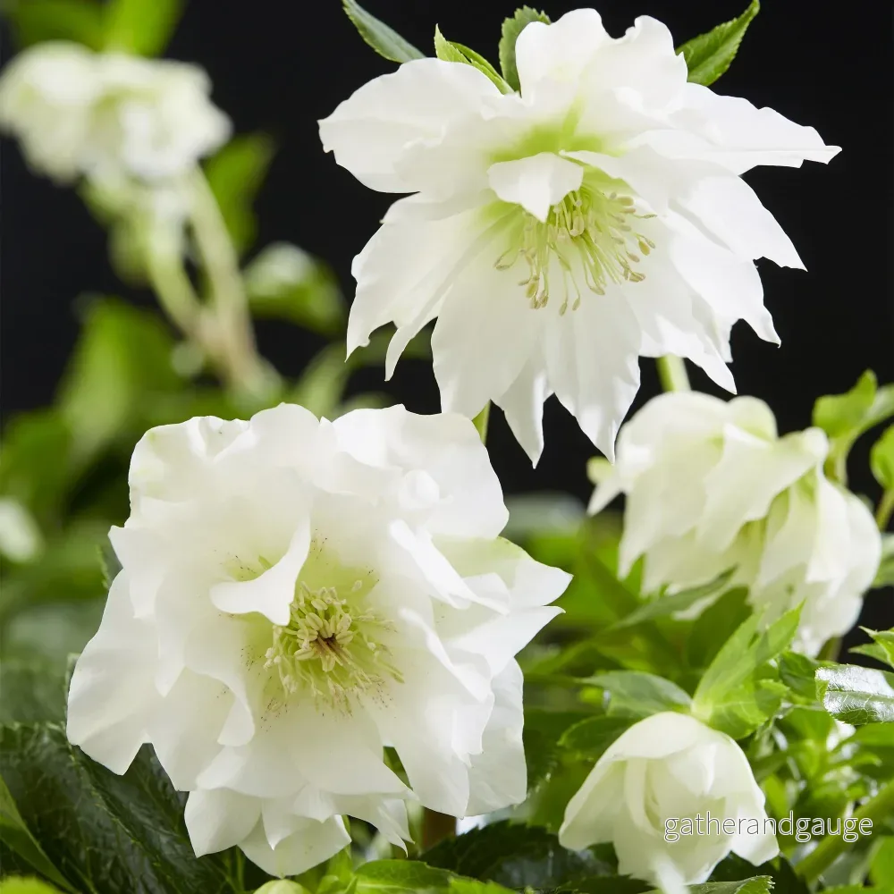 Orientalisk Julros (Helleborus orientalis) 'Double Ellen White' - Bild 3