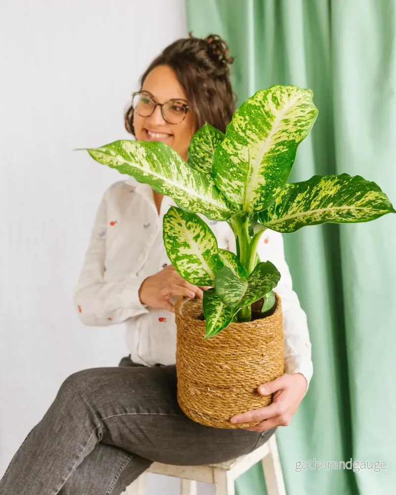 Dieffenbachia Compacta mars