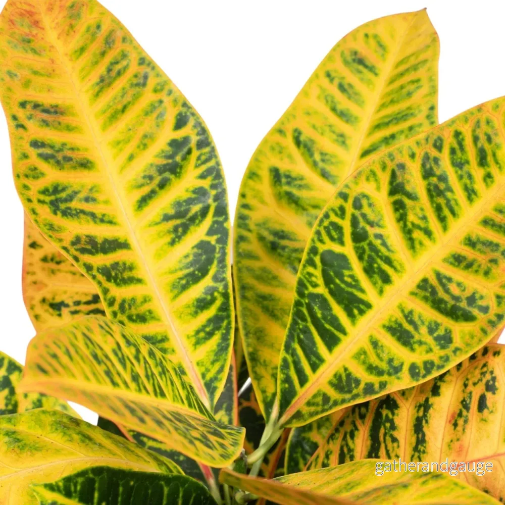 Codiaeum Petra Krotong - Bild 2