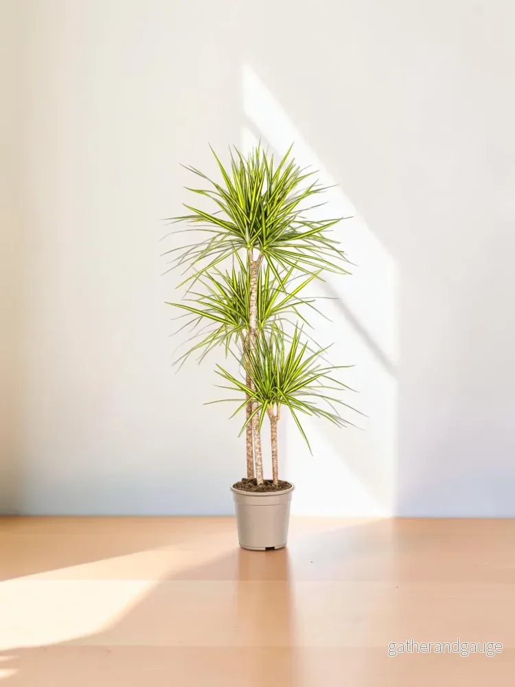 Dracaena Marginata Sunray Ø24cm – ↕130 – 150cm Dracaena Marginata Sunray Ø24cm – ↕130 – 150cm