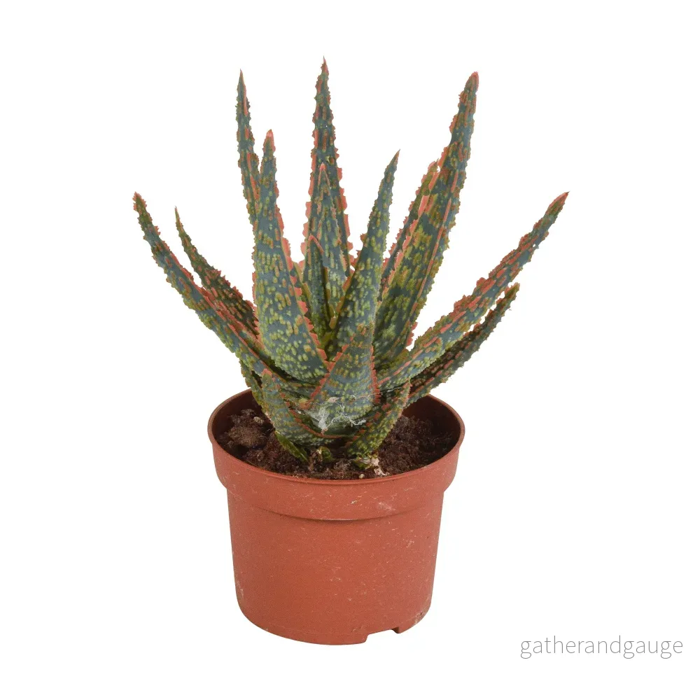 Aloe Zebrina Aloe Zebrina