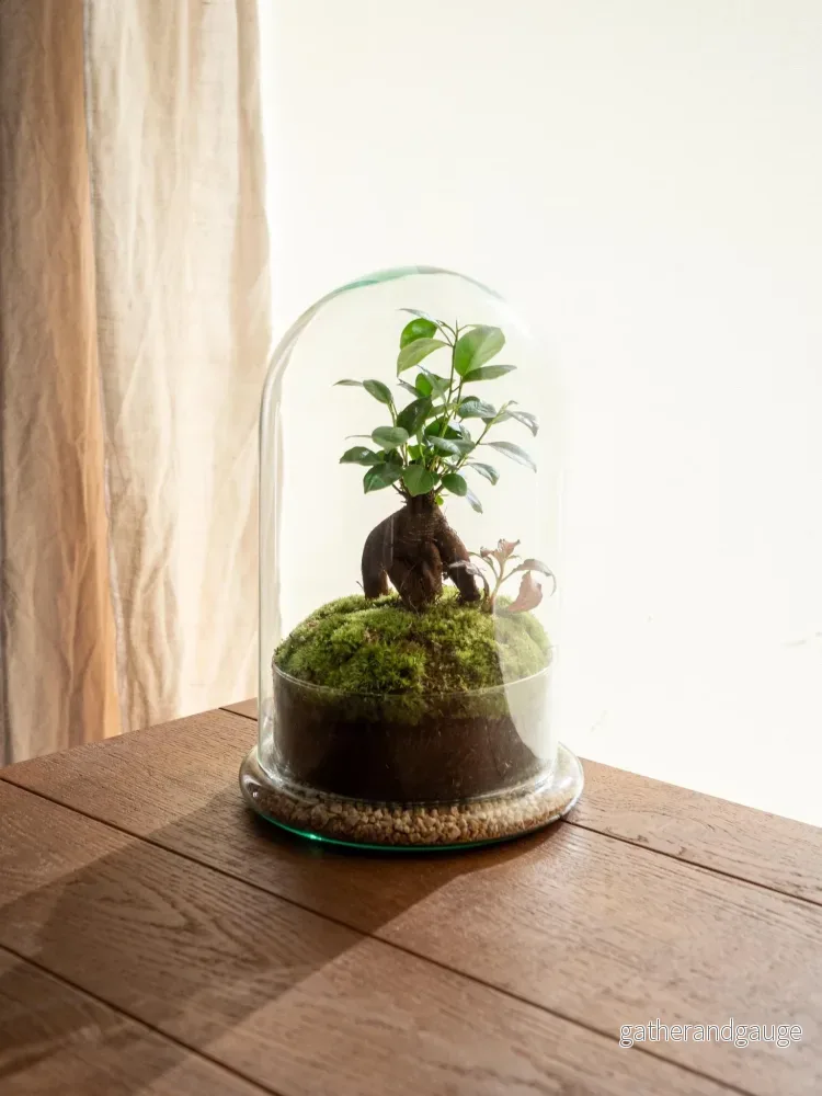 Terrarium - Alma