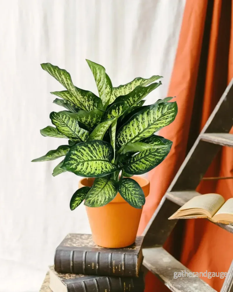 Dieffenbachia Camilla