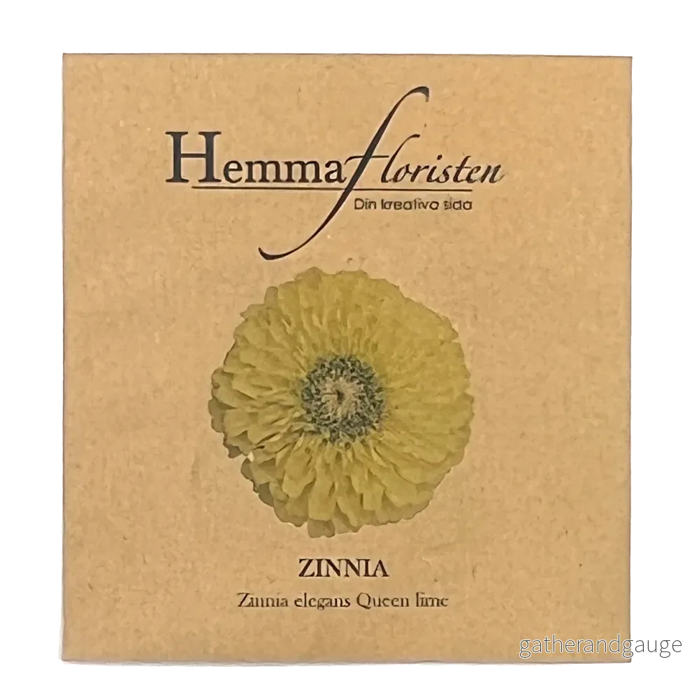 Zinnia - Queen lime - Bild 2