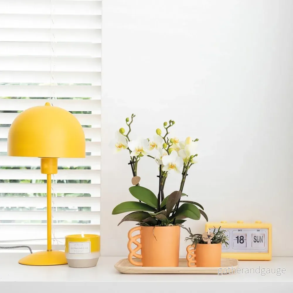 Vit Phalaenopsis orkidé och dess persika blomkruka - blommande krukväxt - Bild 3