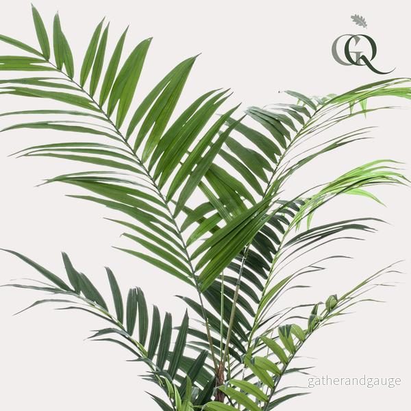 Konstplanta - Kentia -Kentiapalm - 210cm - Bild 2