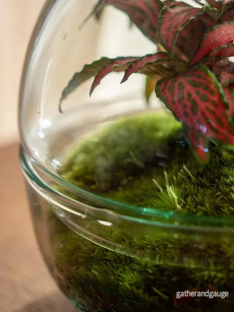Terrarium - Bohol - Bild 2