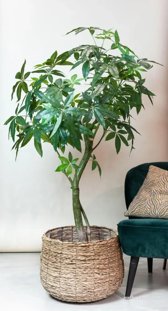 Konstplanta – Pachira Aquatica – Geldboom – 180 cm Konstplanta – Pachira Aquatica – Geldboom – 180 cm
