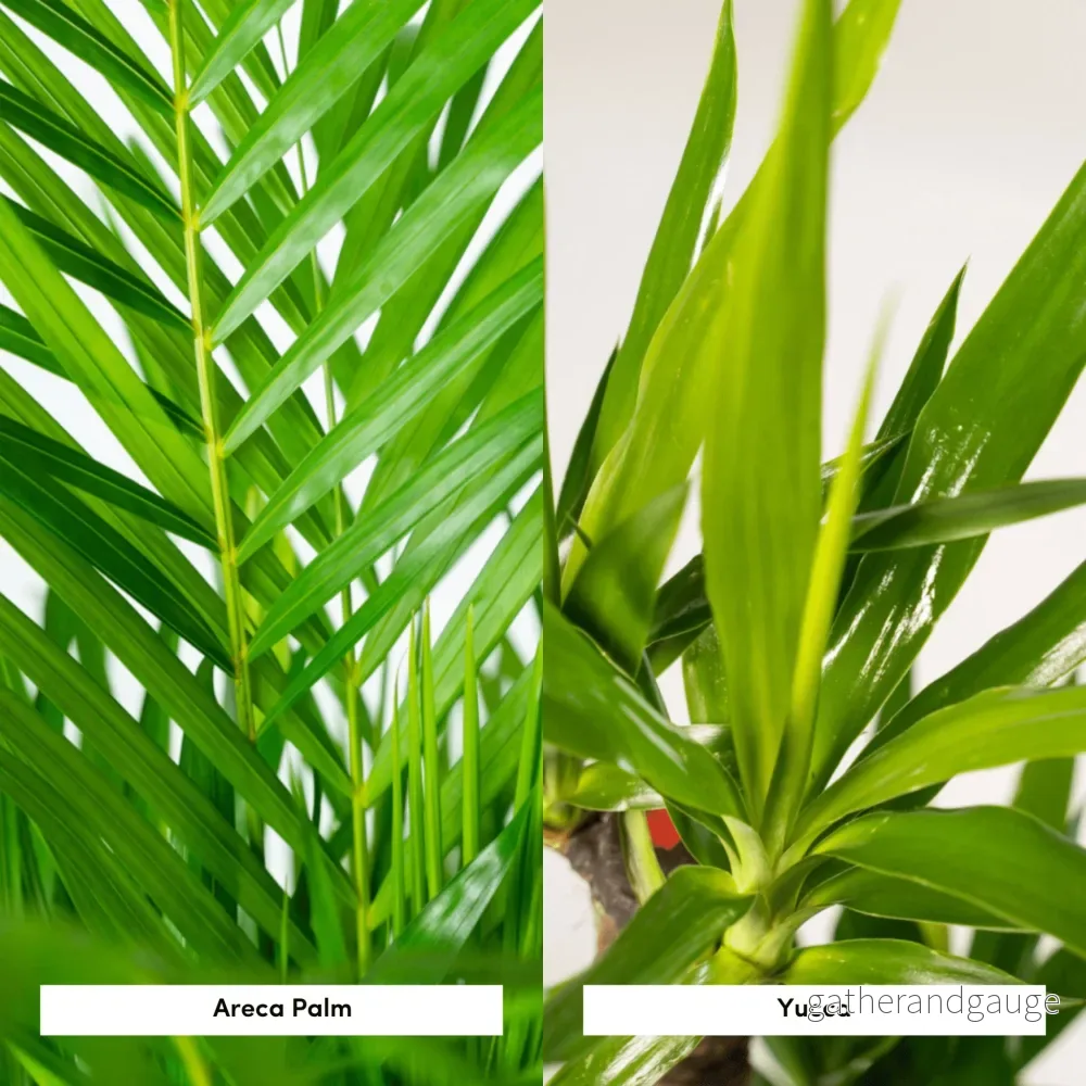 Areca, Yucca, duo av växter h130cm - Bild 3