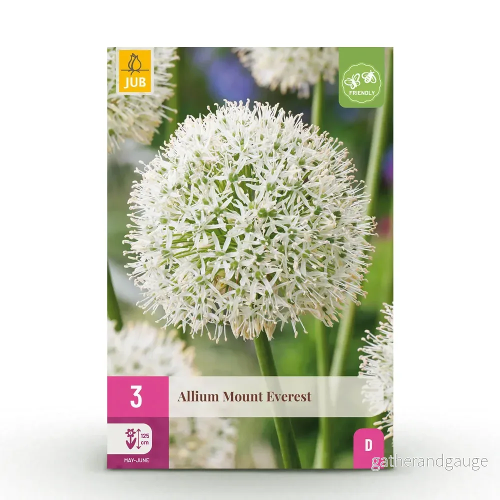 Green boutiQ - Bloembollen - Allium Mount Everest - Kleur Wit - 3 stuks - Bolmaat 16/18 - XXL Pack