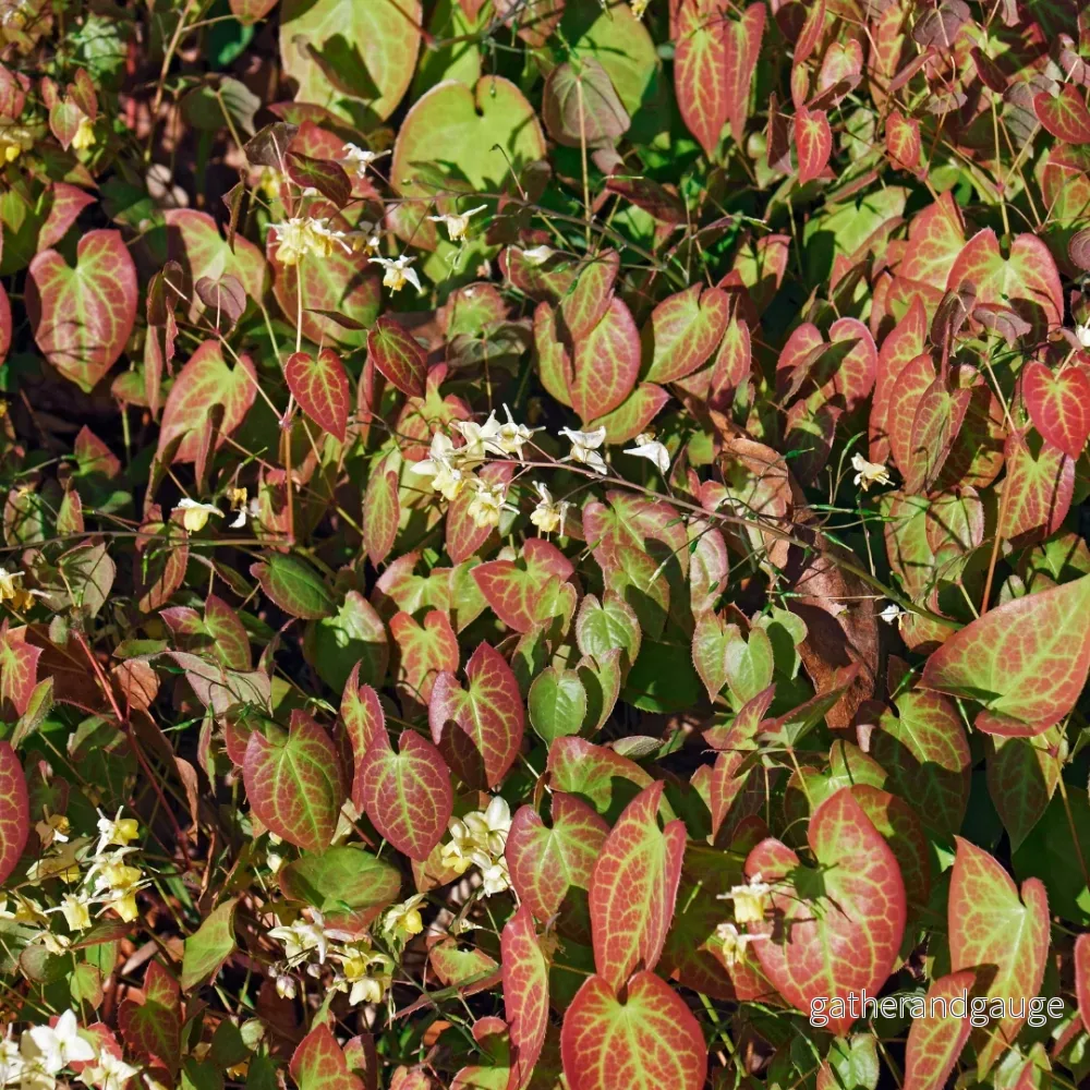 Älvblomman (Epimedium × Youngianum) ’Niveum’ Älvblomman (Epimedium × Youngianum) ’Niveum’