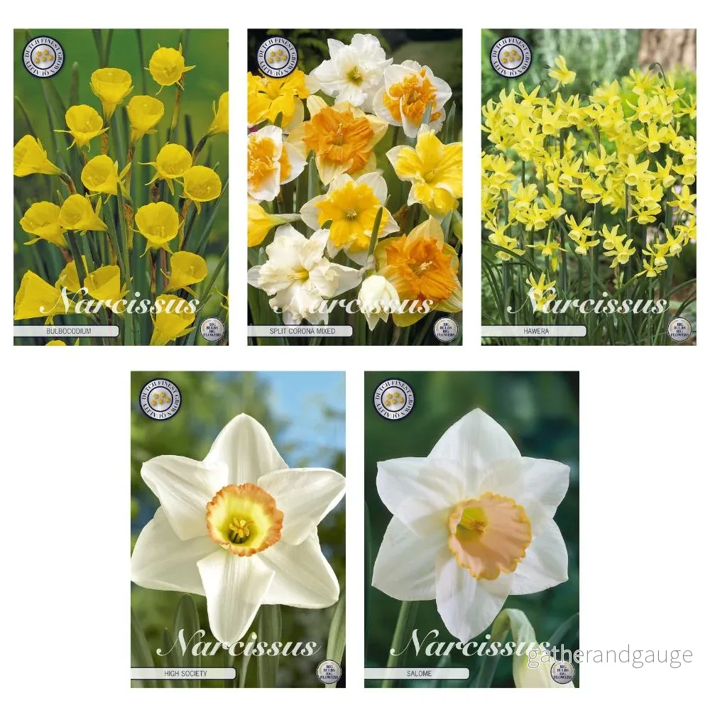 Narcissus – Blandning av 5 sorter – 35 lökar Narcissus – Blandning av 5 sorter – 35 lökar
