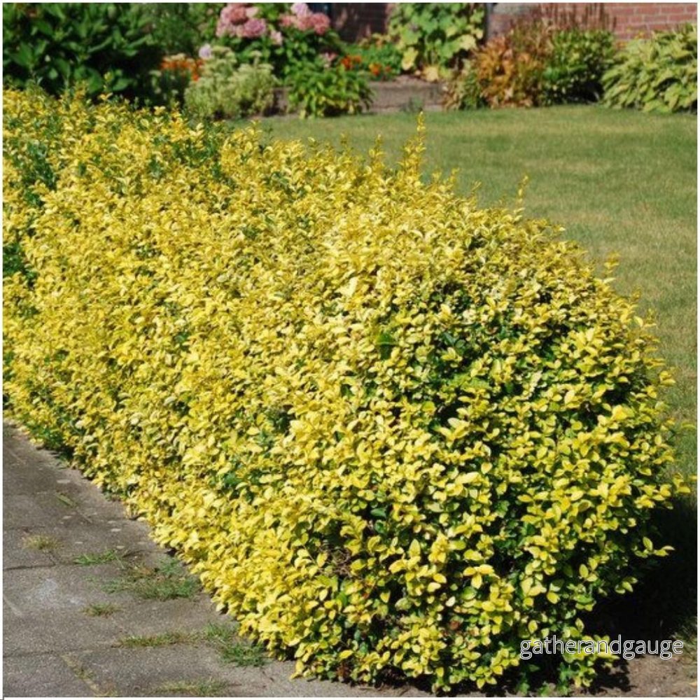 Euonymus fortunei ’Emerald Gold’ – Set om 6