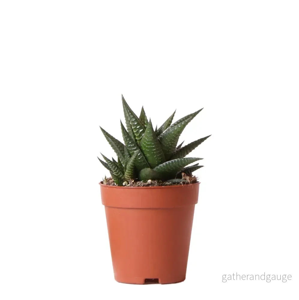 Haworthia Limifolia h16cm Haworthia Limifolia h16cm