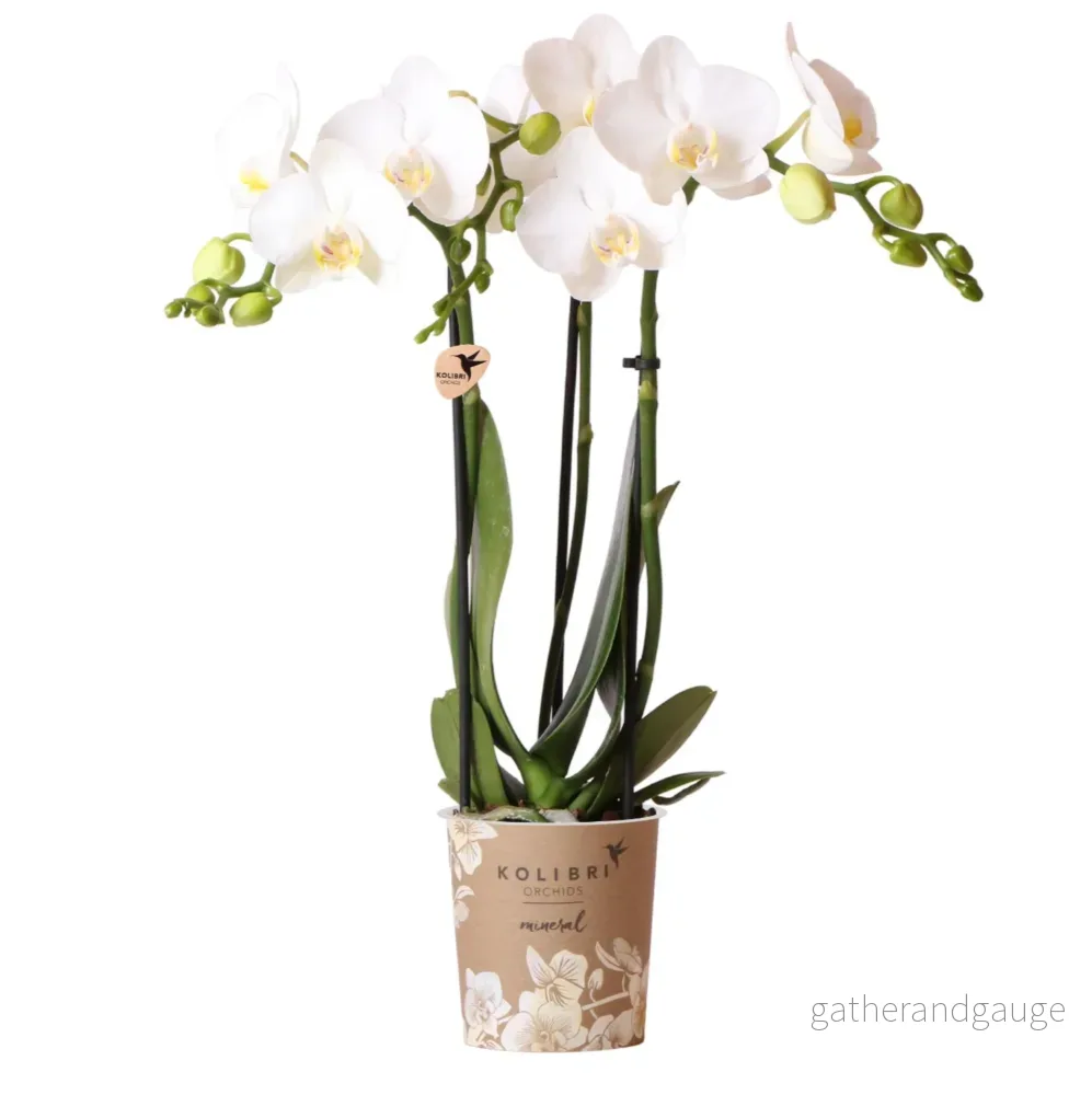 Vit orkidé och dess blomkruka – h35cm, Ø9cm