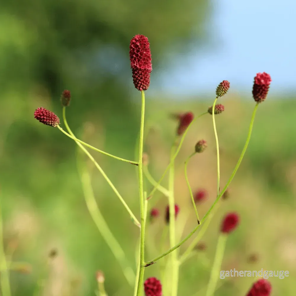 Pimpernell Officinalis (Sanguisorba officinalis) 'Tanna' - Bild 3