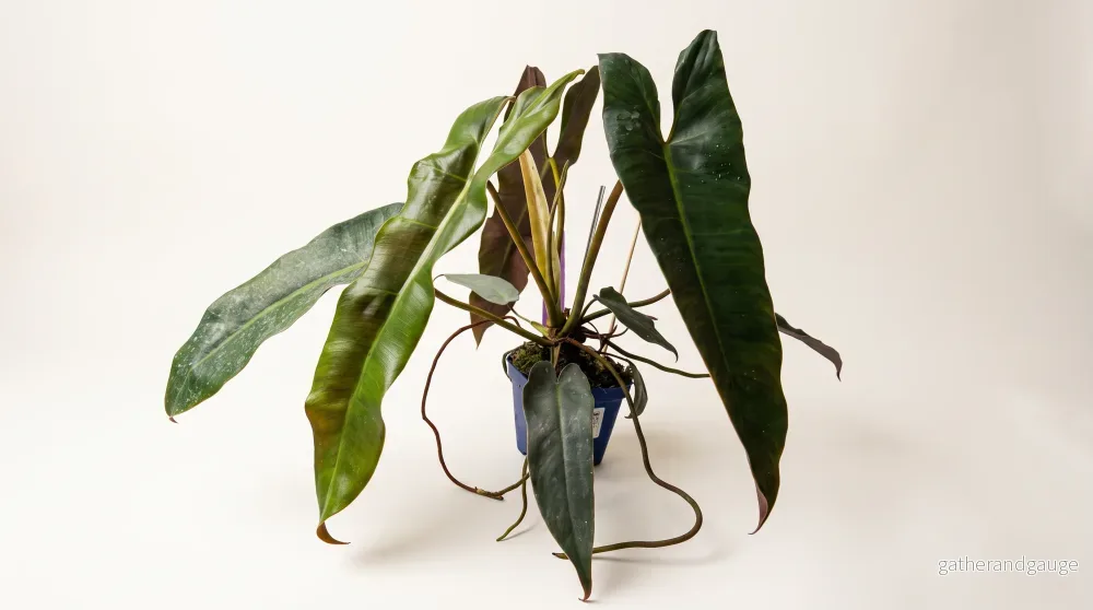 Philodendron atabapoense, 12 cm, 8 plantor i brätte, 4 brätte per hylla