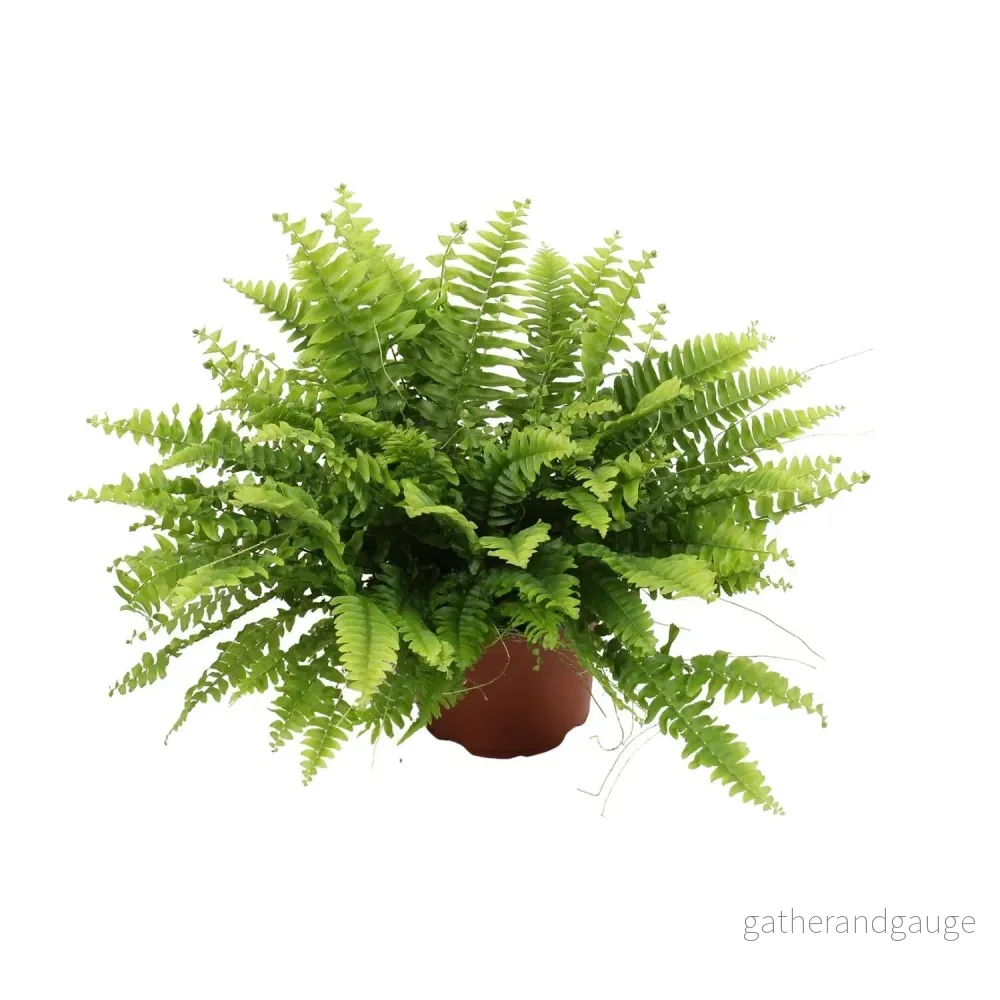 Nephrolepis Boston Green Moment - Ø12cm - ↕20cm - Bild 2