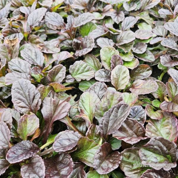 Krypande Ajuga (Ajuga reptans) 'Ajuga reptans'