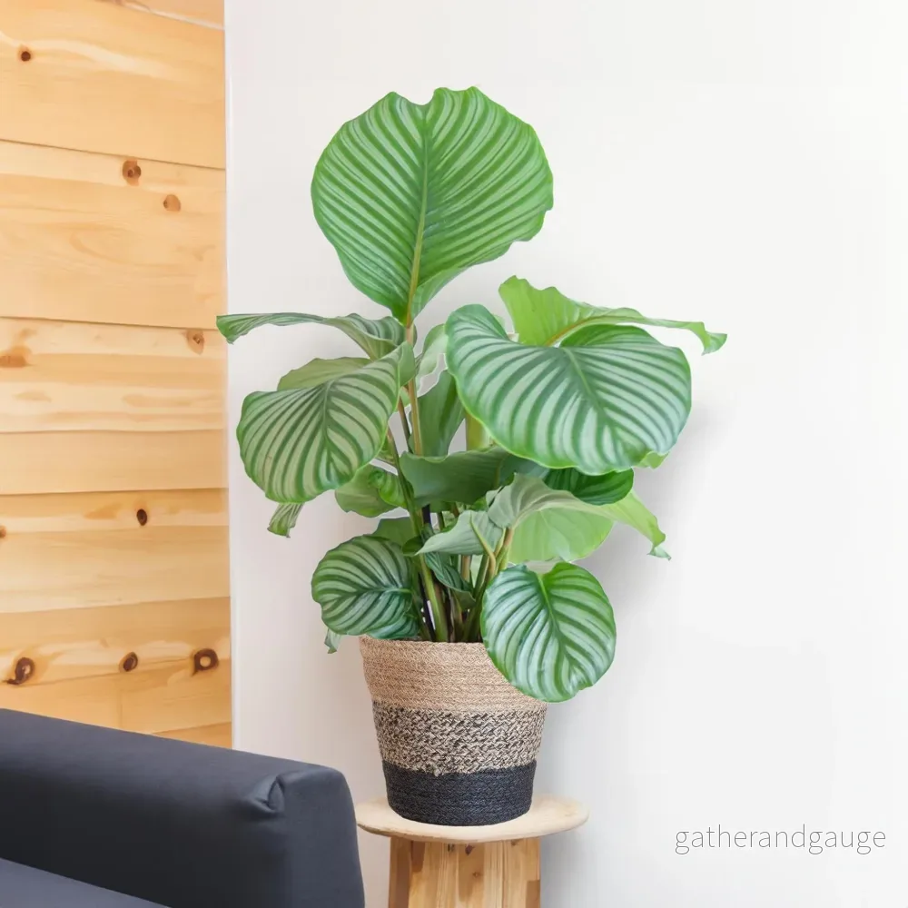 Calathea Orbifolia och dess kruka - Bild 2