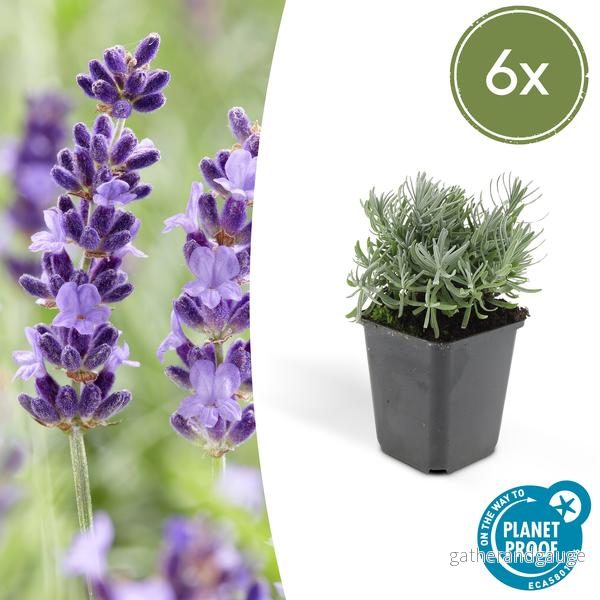 Lavendel (Lavandula Angustifolia) 'Hidcote' - Bild 2