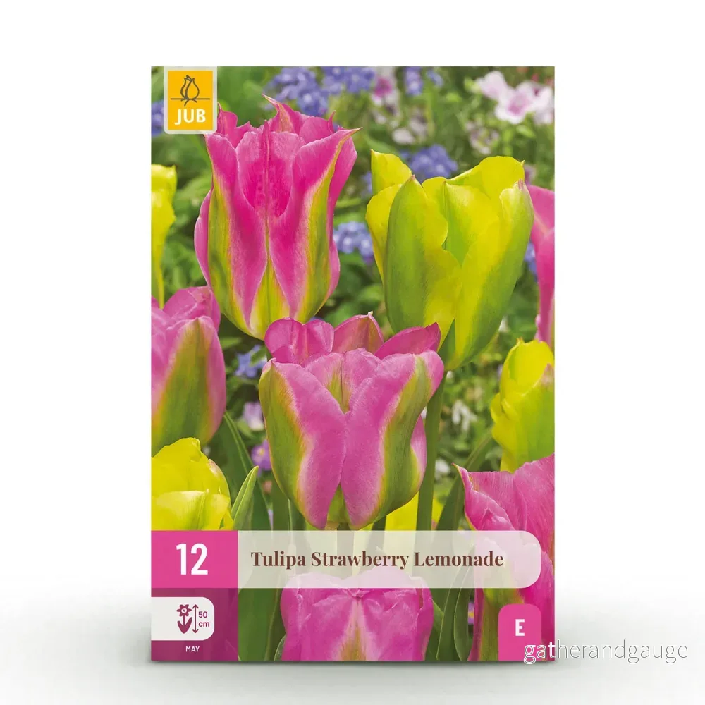 Green boutiQ – Bloembollen – Tulp Strawberry Lemonade – Diversen Kleuren – 12 stuks – Bolmaat 11/12 – XXL Pack Green boutiQ – Bloembollen – Tulp Strawberry Lemonade – Diversen Kleuren – 12 stuks – Bolmaat 11/12 – XXL Pack