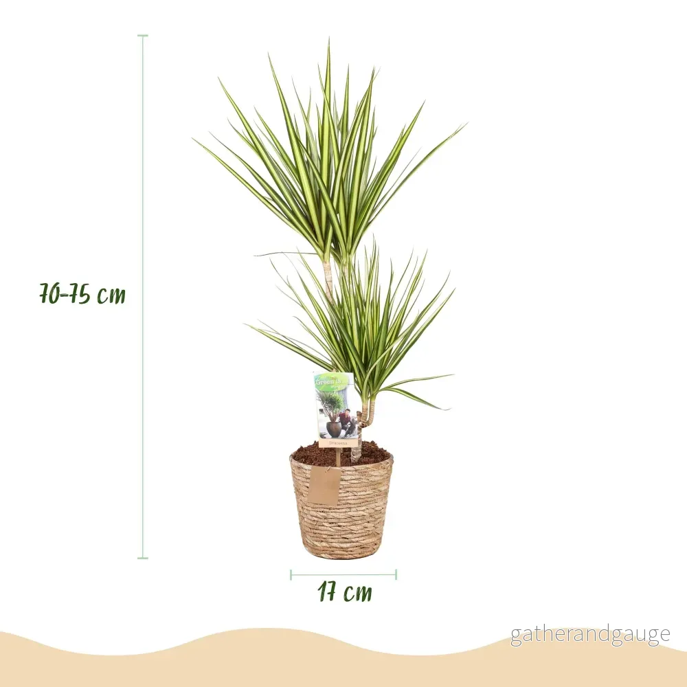 Dracaena Sunray och korg - Bild 2