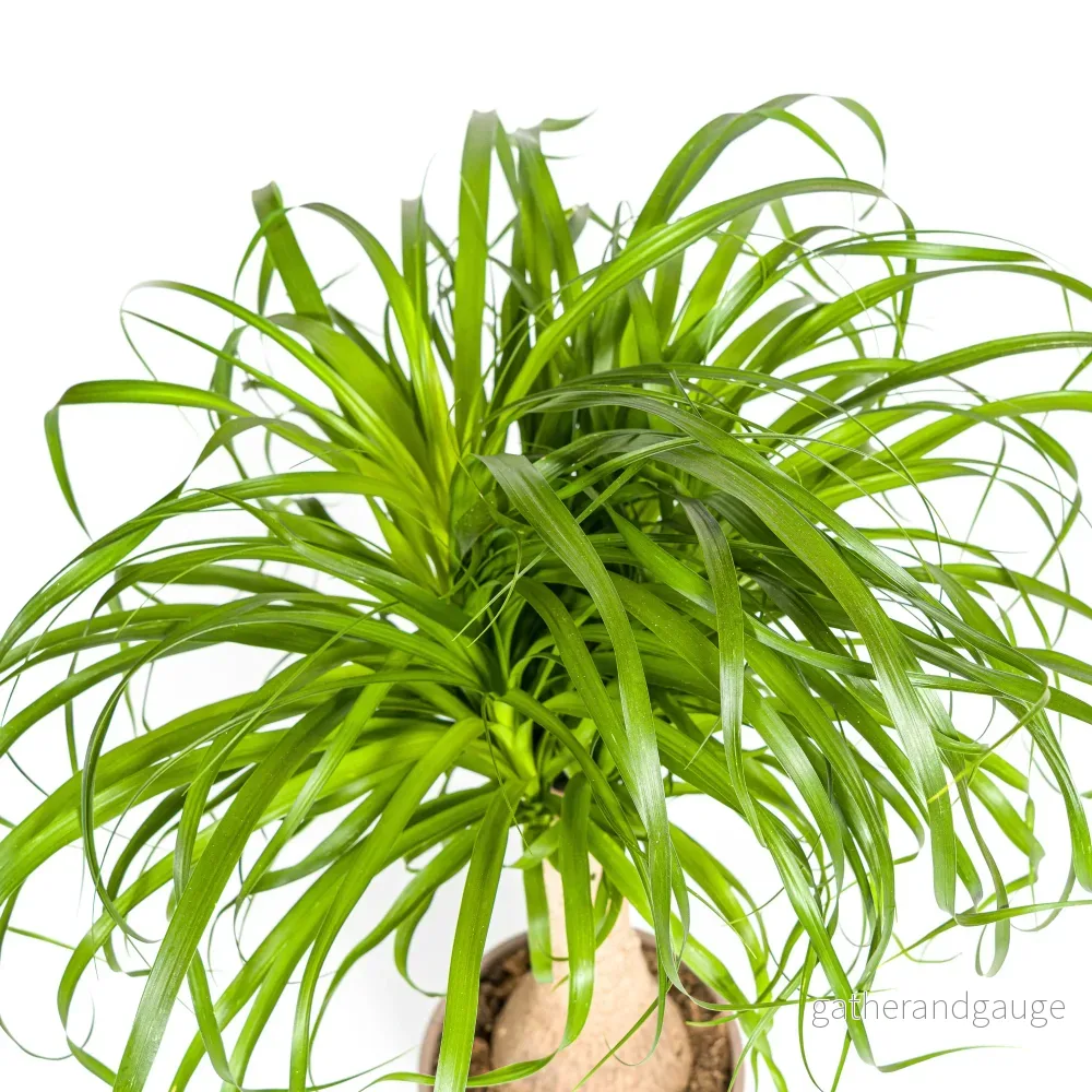 Beaucarnea Recurvata Stam met mand Ø21cm - ↕60 - 80cm - Bild 3