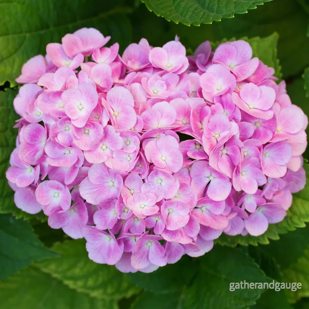 Hortensia (Hydrangea Macrophylla) 'Pink' - Rosa Trädgårdshortensia - Bild 3