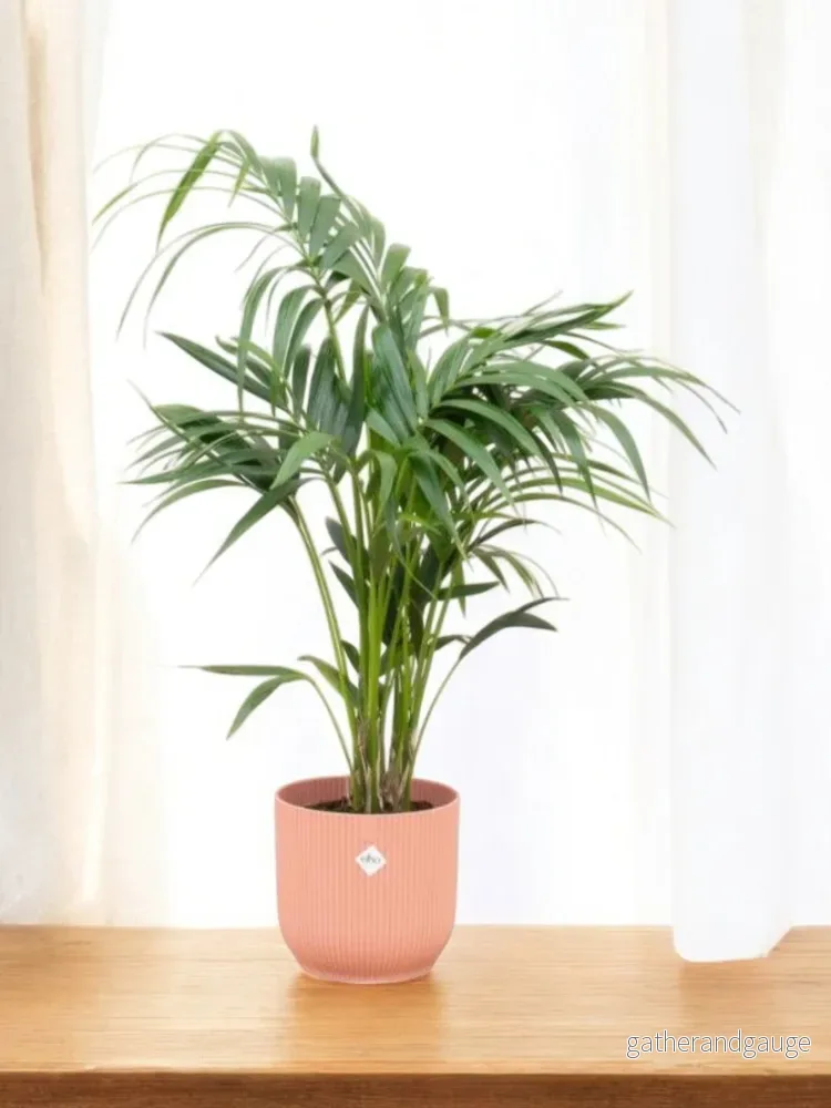 Kentia palm 130cm och dess kruka Kentia palm 130cm och dess kruka