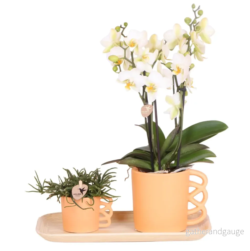 Vit Phalaenopsis orkidé och dess persika blomkruka - blommande krukväxt - Bild 2