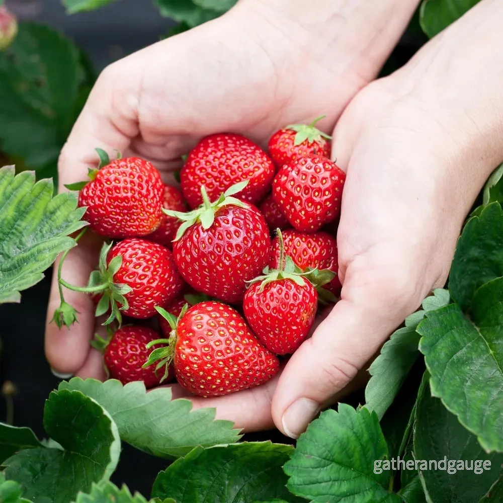 Jordgubbe (Fragaria x ananassa) ’Elsanta’ Jordgubbe (Fragaria x ananassa) ’Elsanta’