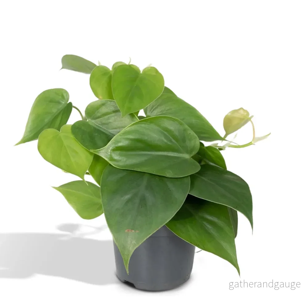 Philodendron Scandens - h15cm, Ø12cm - växt tombante - Bild 2