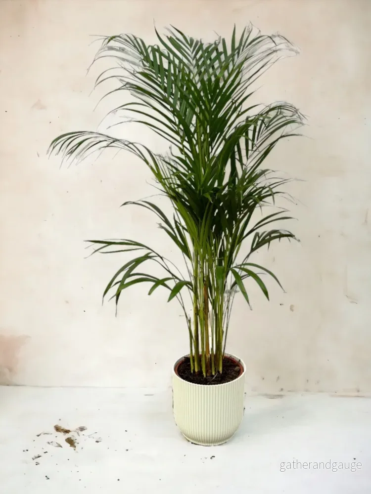 Stor Areca Palm och dess kruka - Bild 3