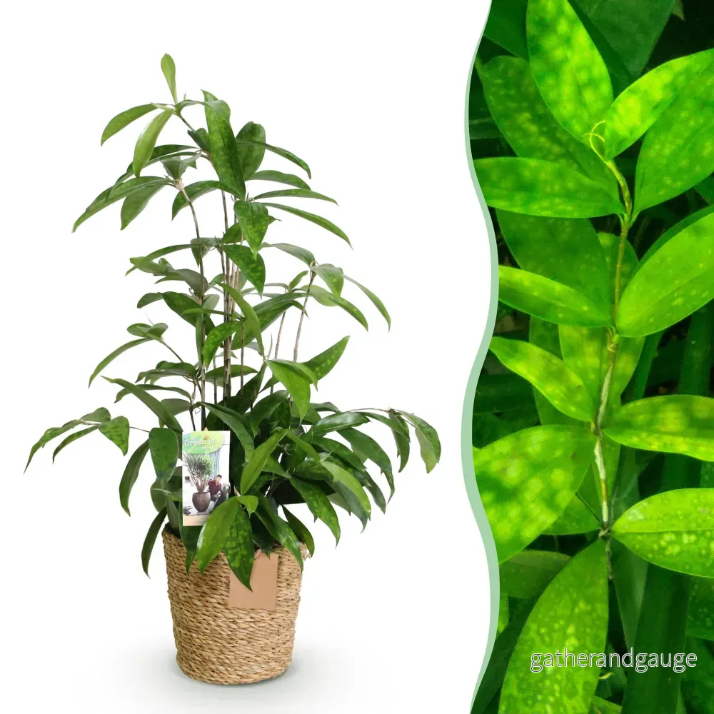 Dracaena surculosa och korg - Bild 2