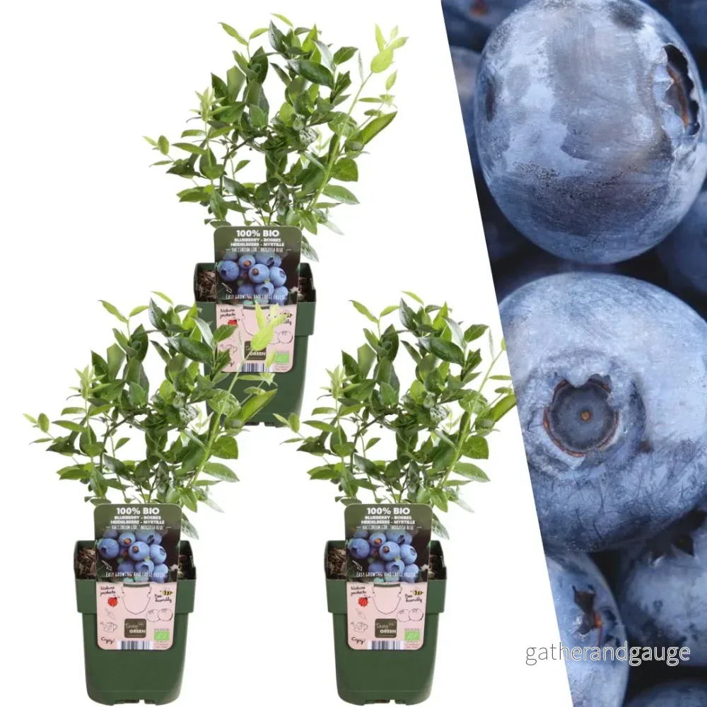Ekologiska blåbär x 3 Ekologiska blåbär x 3