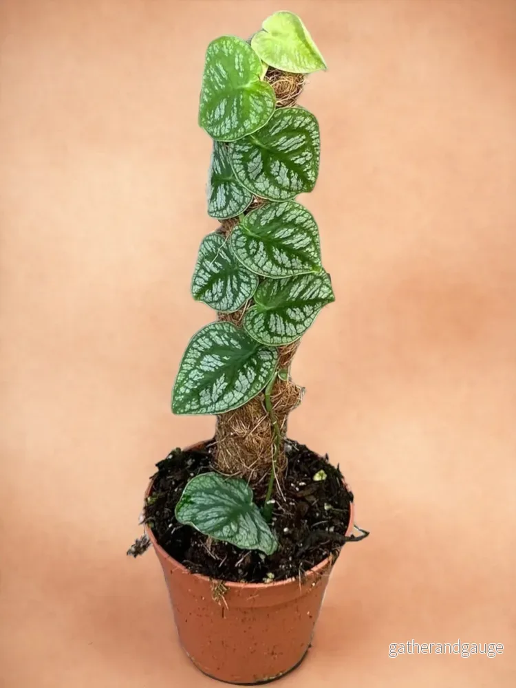 Monstera Dubia Monstera Dubia