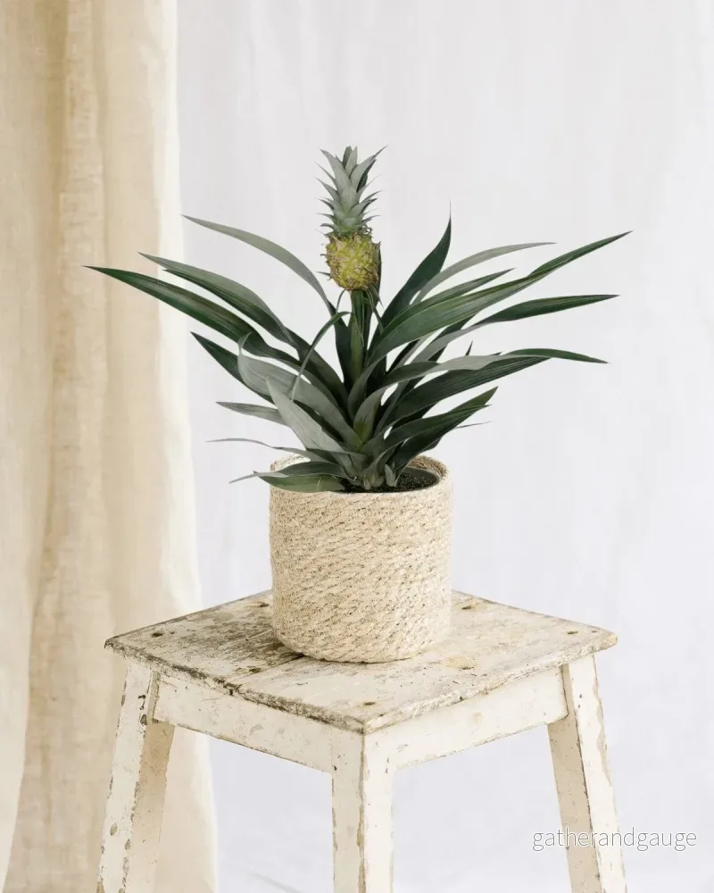 Bromelia ananas Bromelia ananas