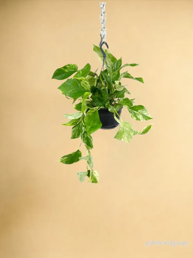 Epipremnum Marble Queen – Scindapsus – 25cm – Ø15