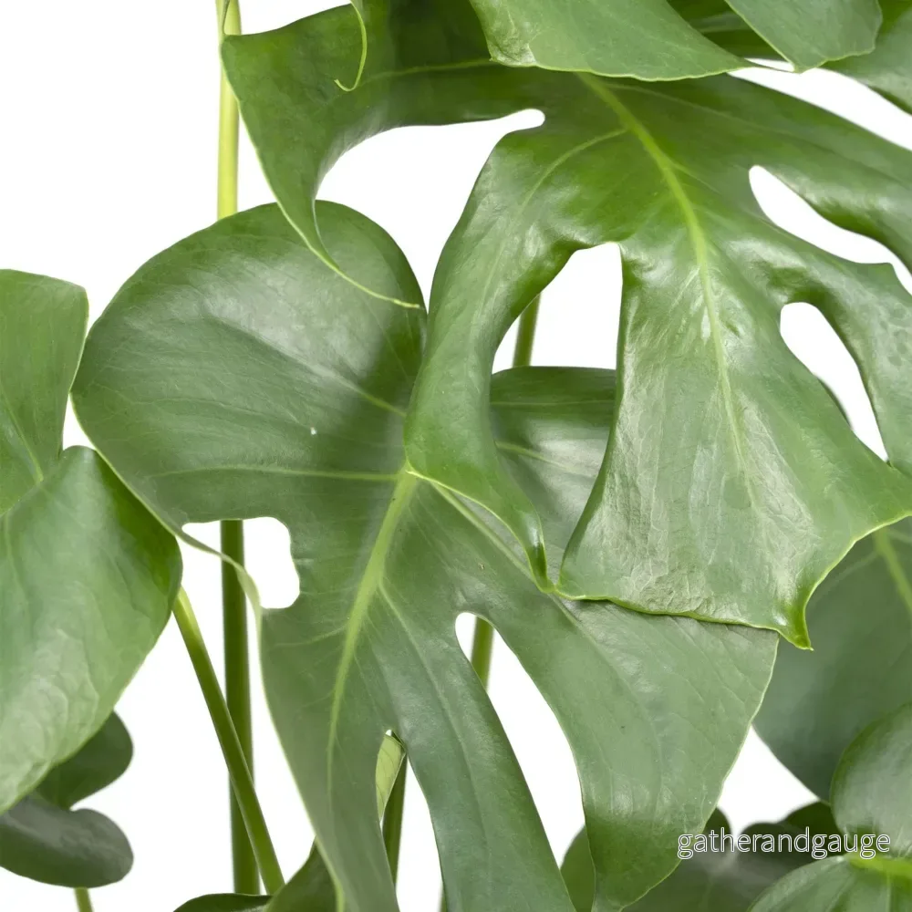Monstera Deliciosa h55cm - Bild 3