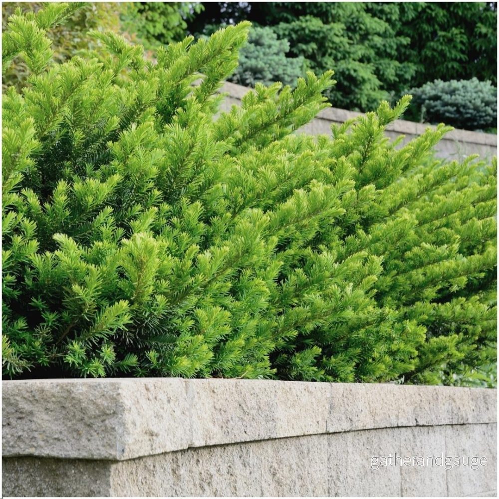 Taxus media Farmen – Paket om 6 Taxus media Farmen – Paket om 6