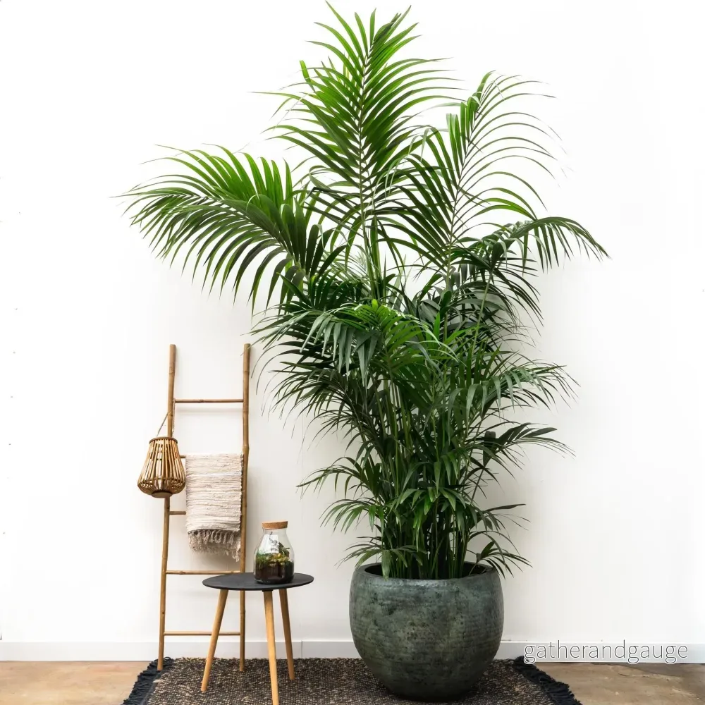 Kentia Palm XXL - 260cm - ø35 - Bild 2