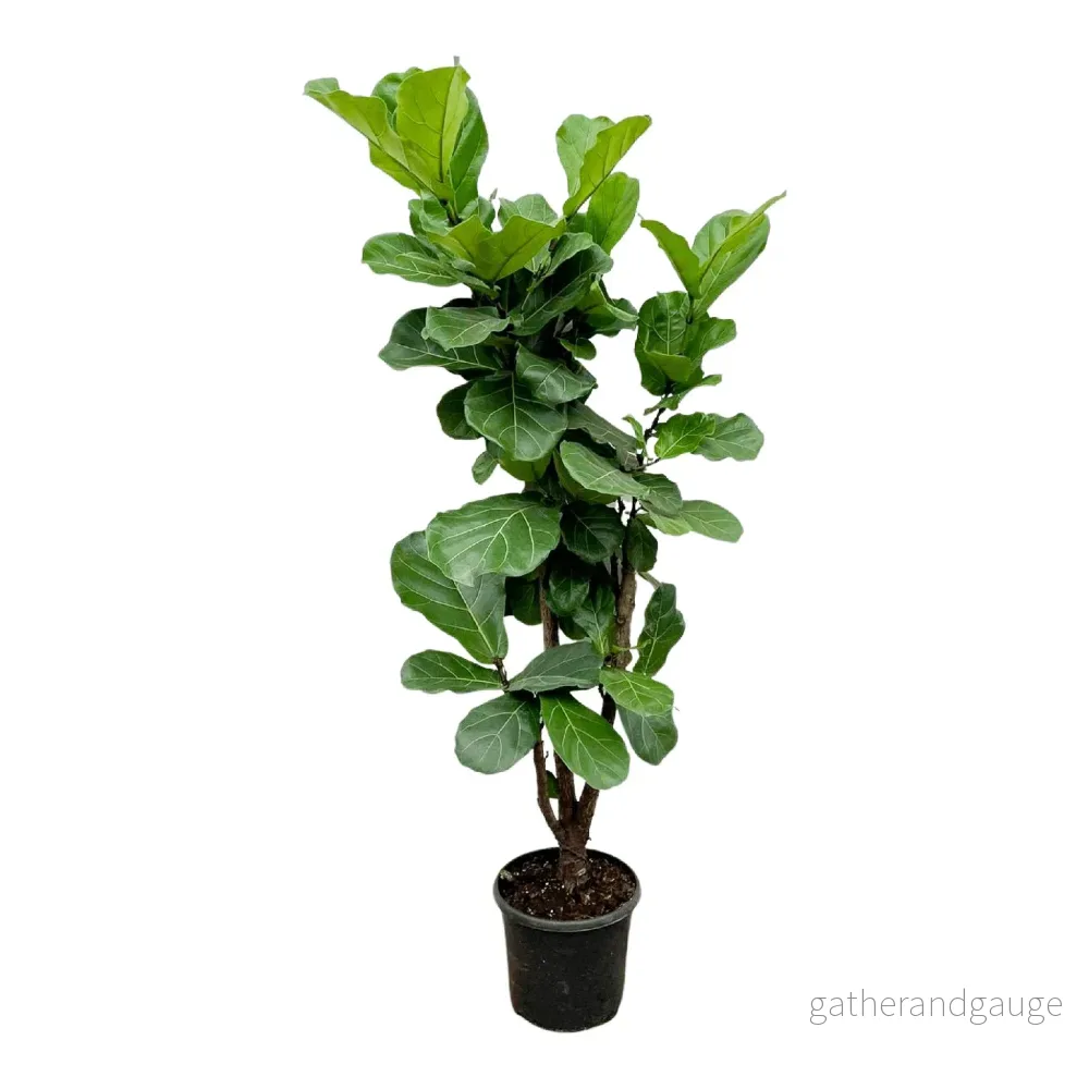 Ficus Lyrata vertakt – 180cm – ⌀30 Ficus Lyrata vertakt – 180cm – ⌀30