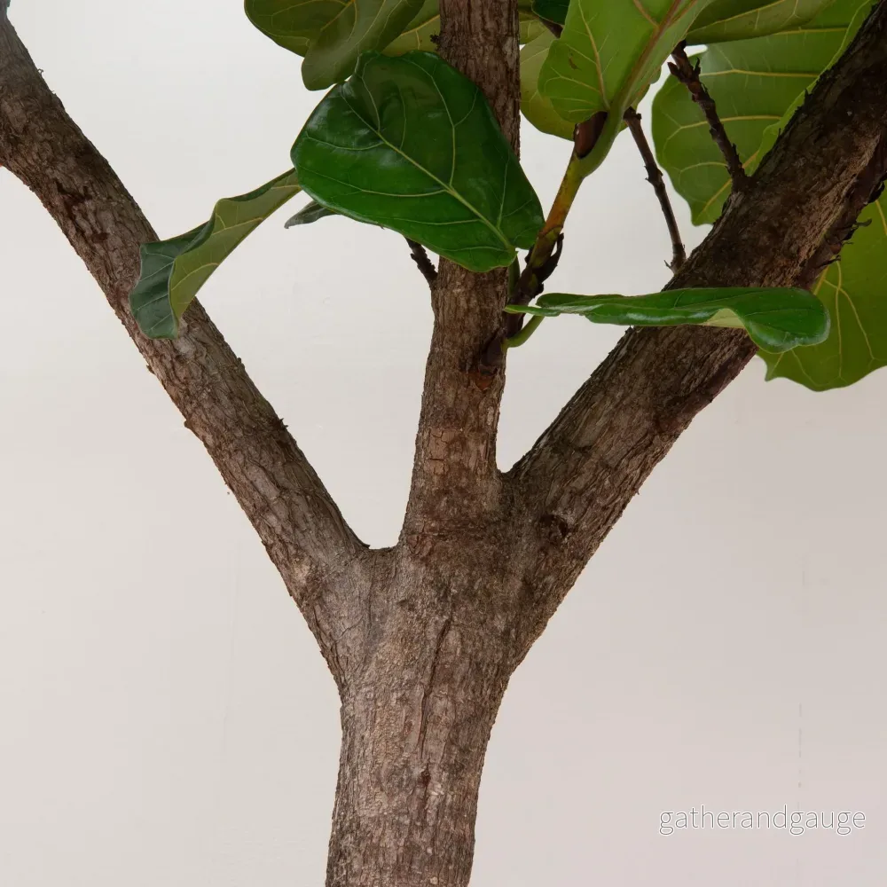 Ficus Lyrata bom XXXL - 300cm - ø55 - Bild 3