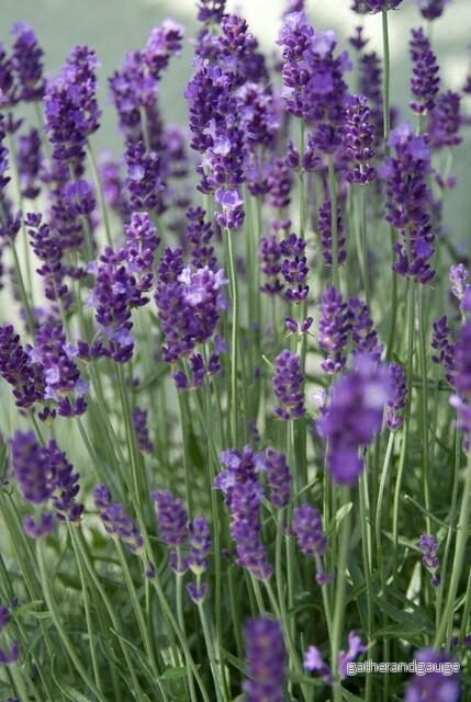 Äkta Lavendel (Lavandula Angustifolia) 'Dwarf Blue' - Bild 2