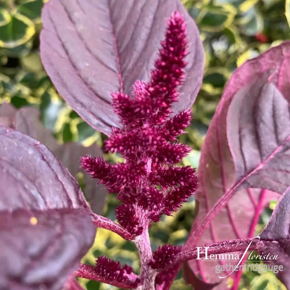 Amaranthus Röd