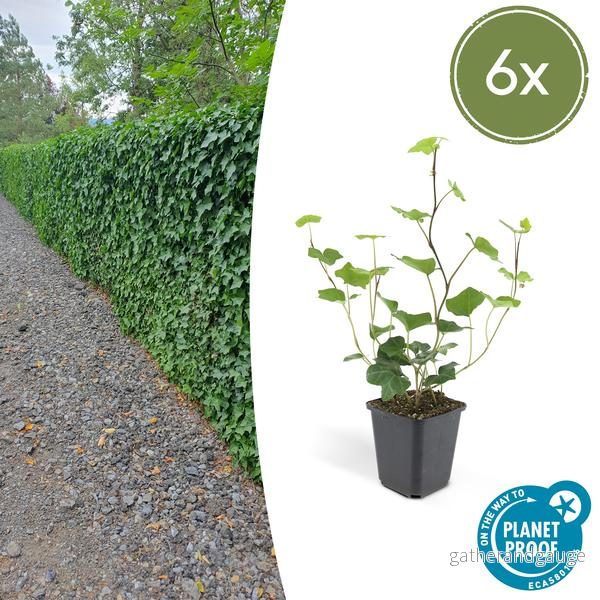 Irländsk Murgröna (Hedera Hibernica) - Bild 2
